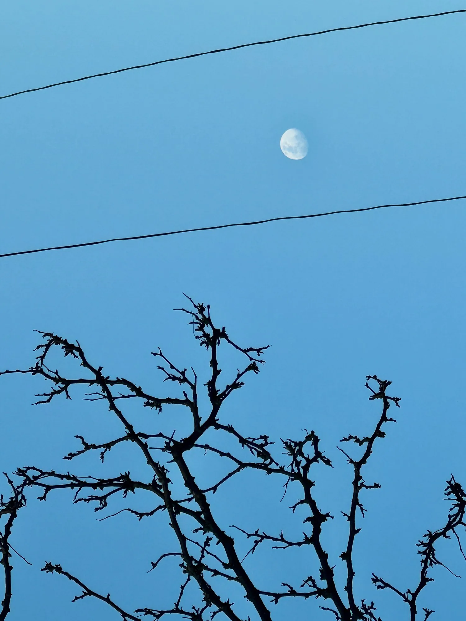 Branches, moon and a power line against blue.