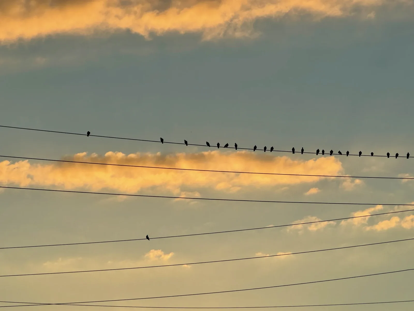 The same evening, landscape, a long rank of birds on one wire.