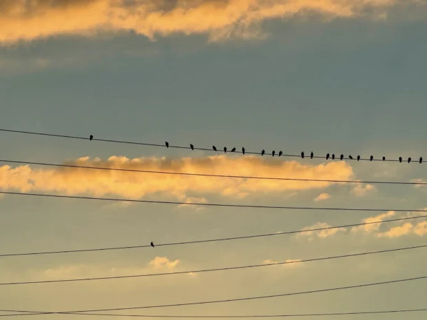 The same evening, landscape, a long rank of birds on one wire.