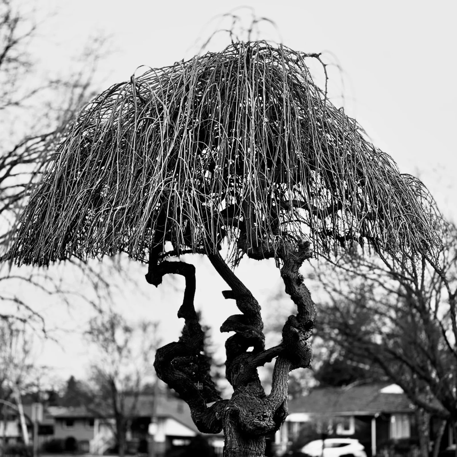 A weeping tree, square, black and white.