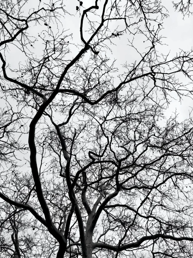 Bare branches on white.