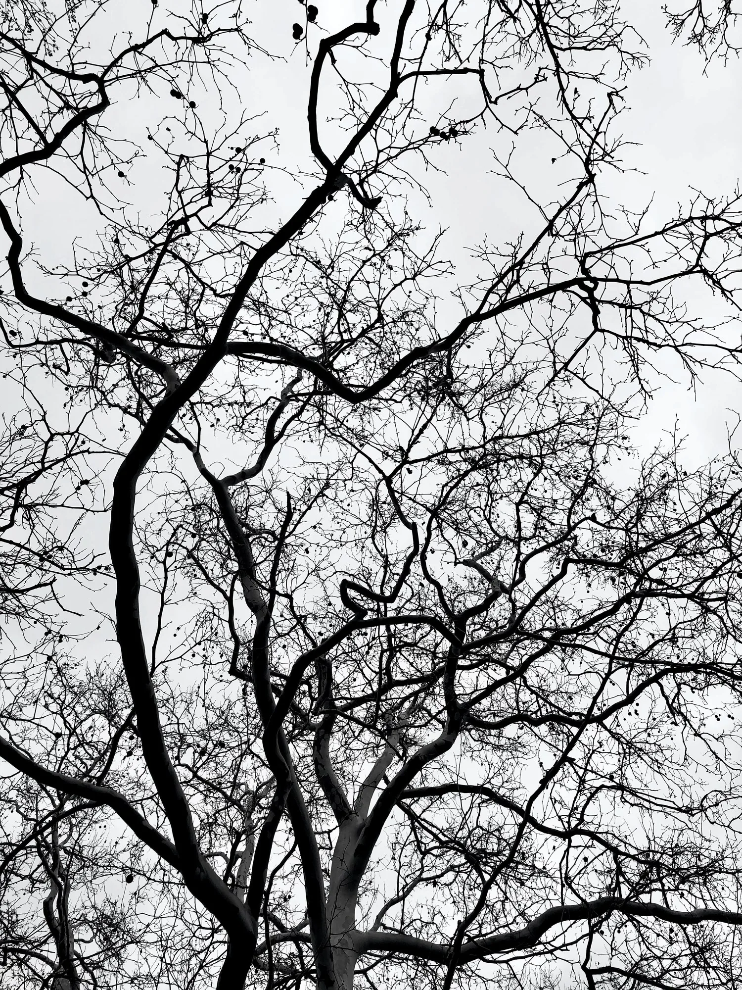 Bare branches on white.