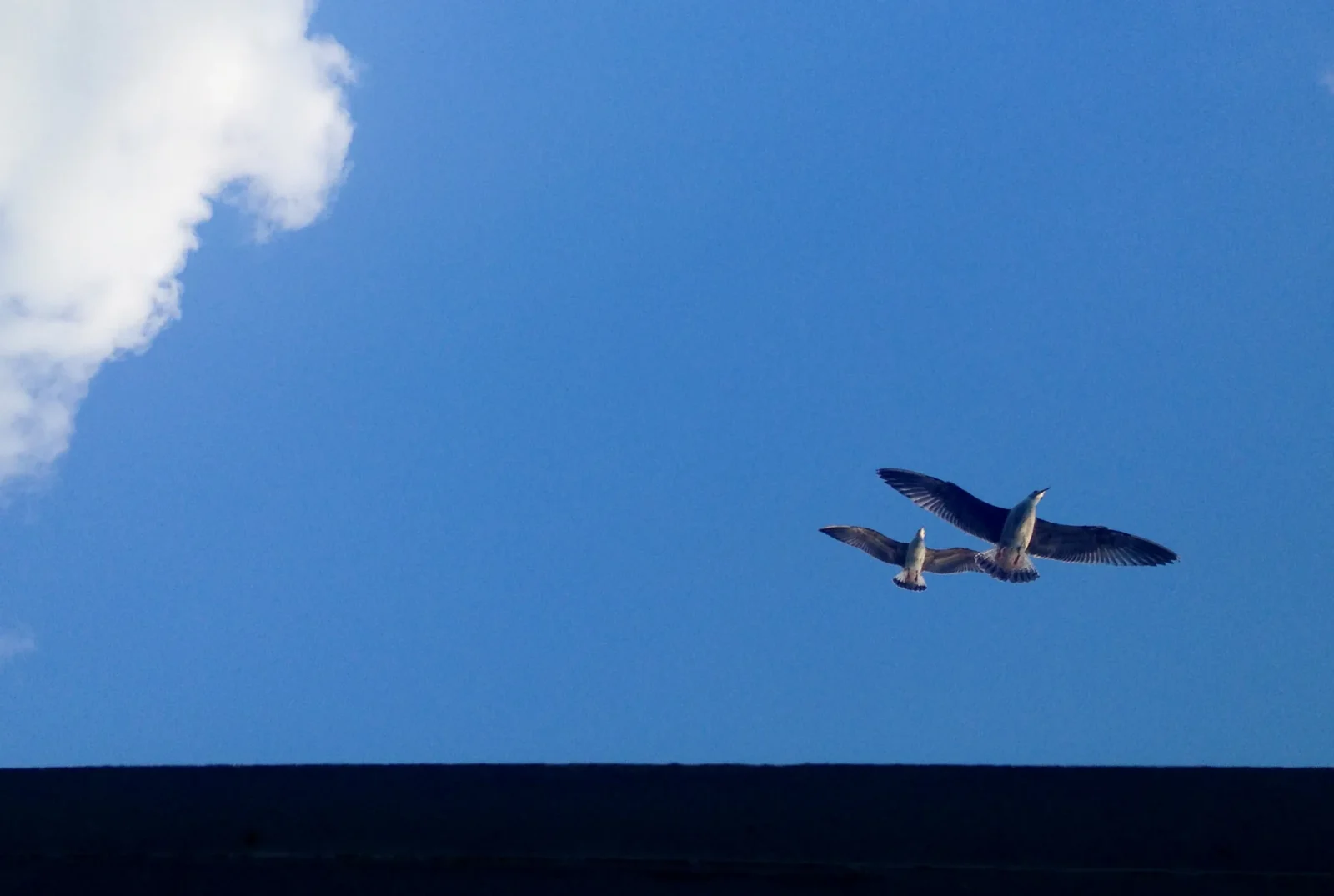 Two birds over a dark ridge, one cloud in a deep blue sky.