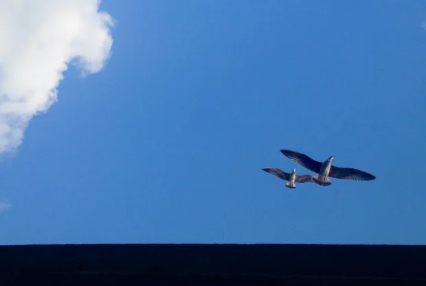 Two birds over a dark ridge, one cloud in a deep blue sky.