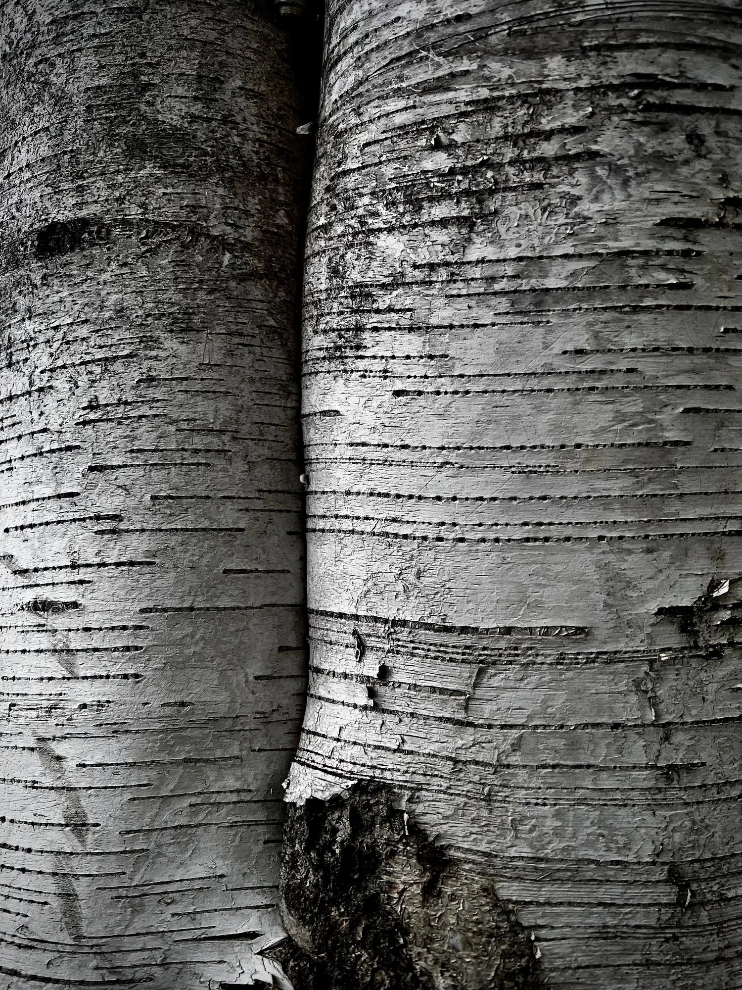 Birch bark, two trunks, black and white.