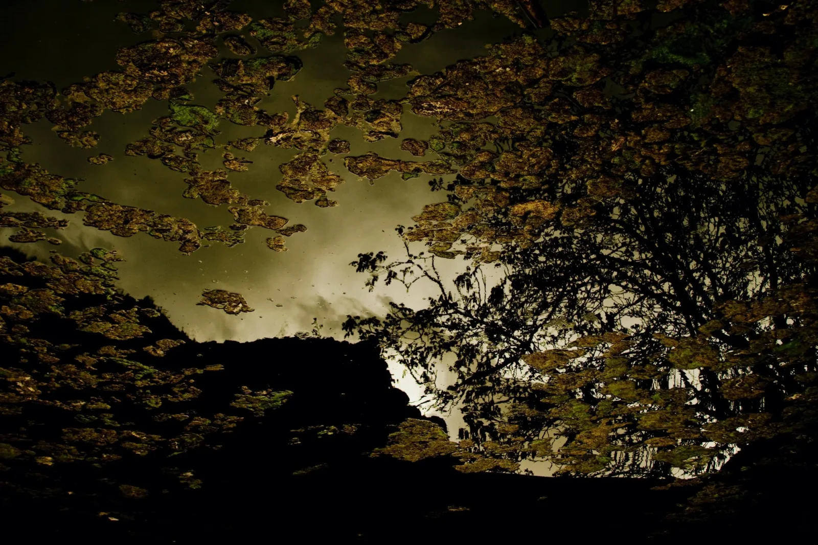 Leaves and reflection, landscape and darker.