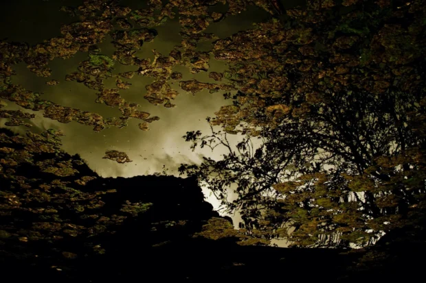 Leaves and reflection, landscape and darker.