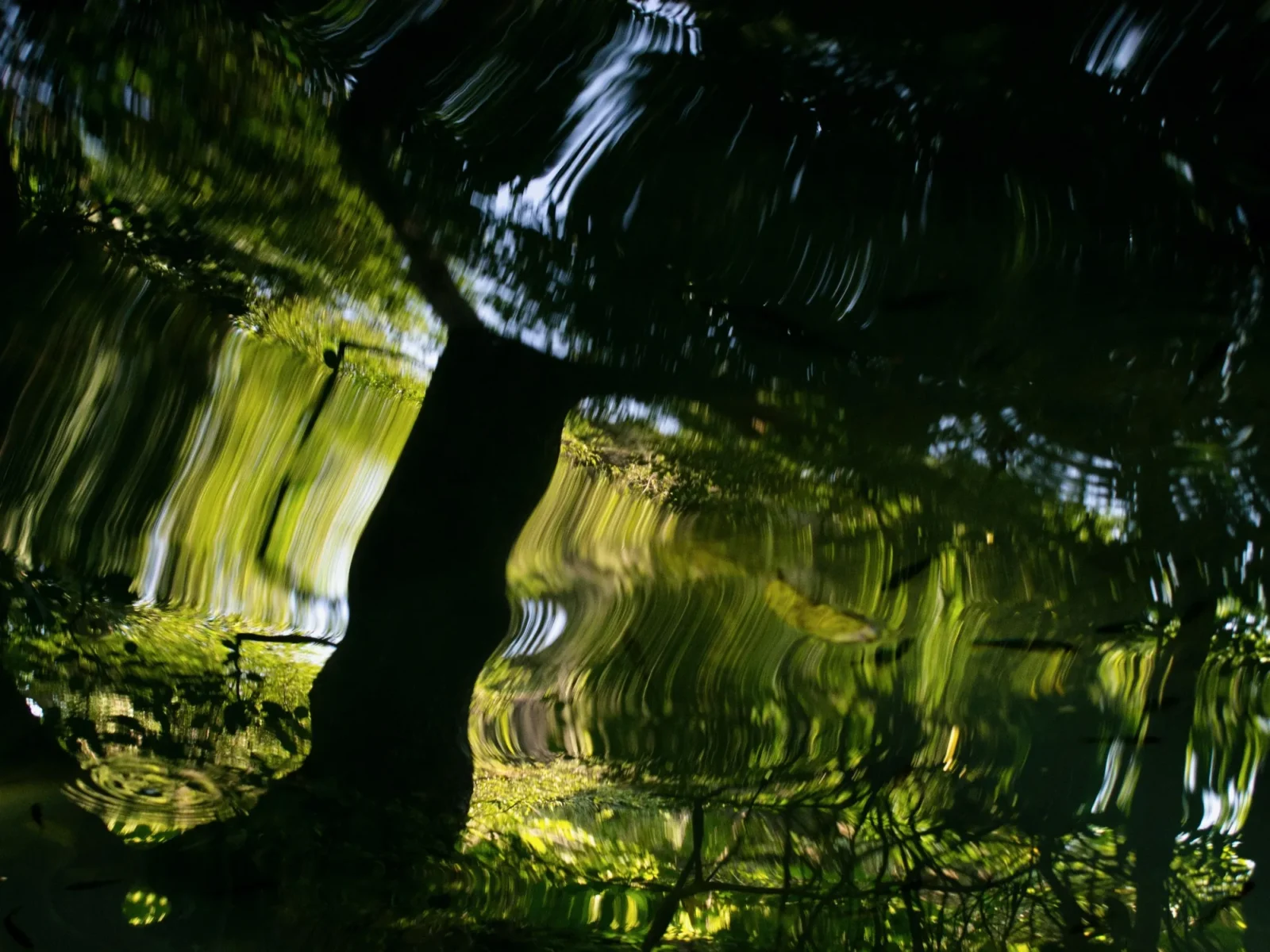Green and black, a trunk dissolving sideways.