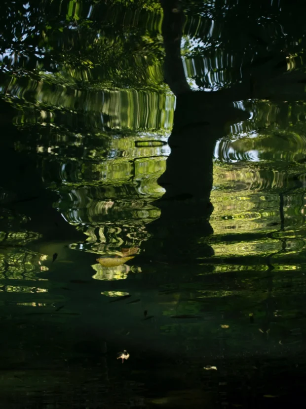 A tree trunk dissolving into green and black water, vertical.