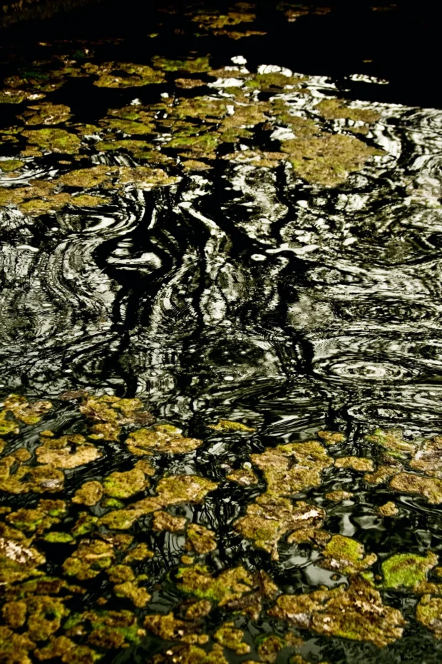 Leaves and hard ripple, almost monochrome.