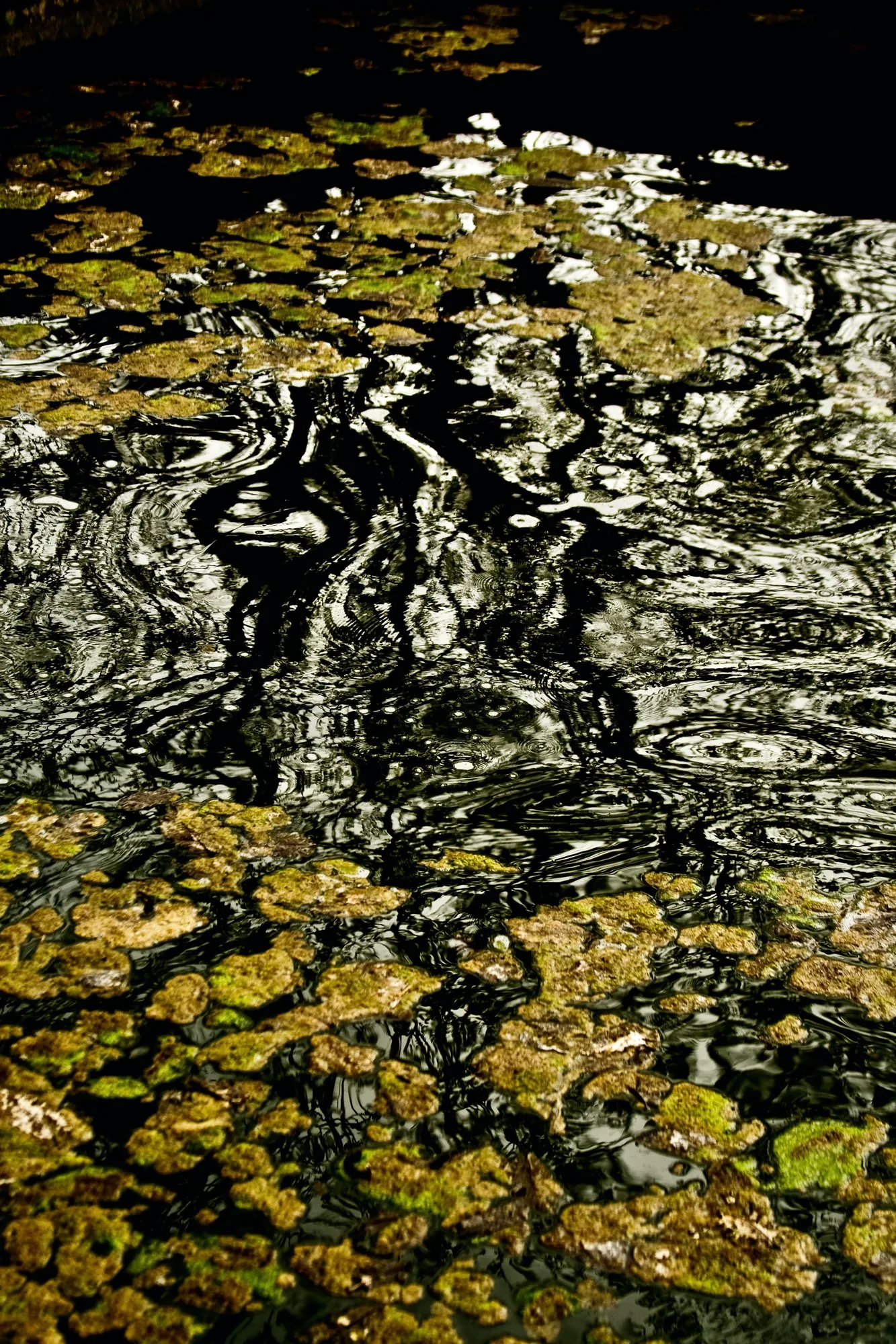 Leaves and hard ripple, almost monochrome.