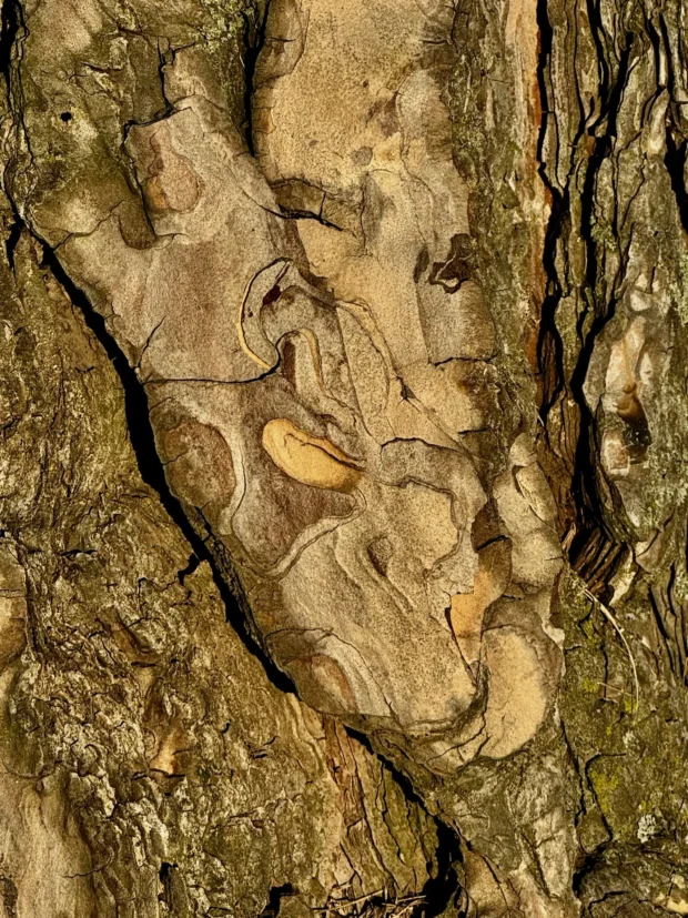 Bark, gnarled, filling the frame.