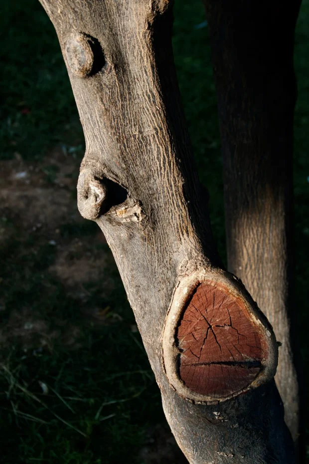 A cut scar on a trunk, healed into something that looks back at you.