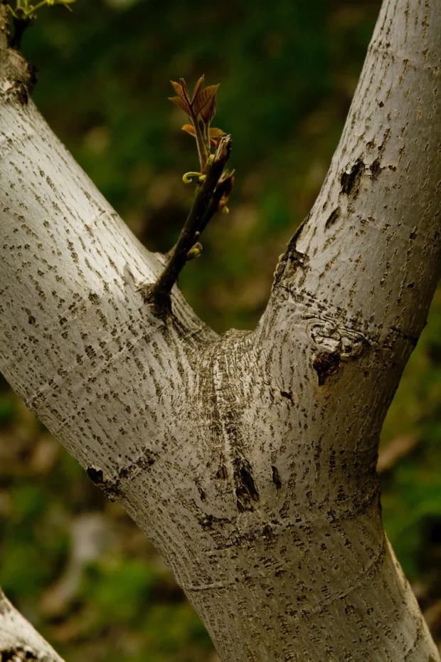 A trunk fork with red new growth.