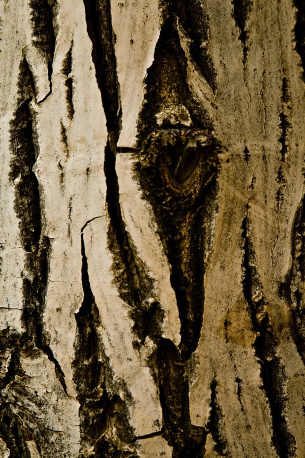 Bark with a knot in it.