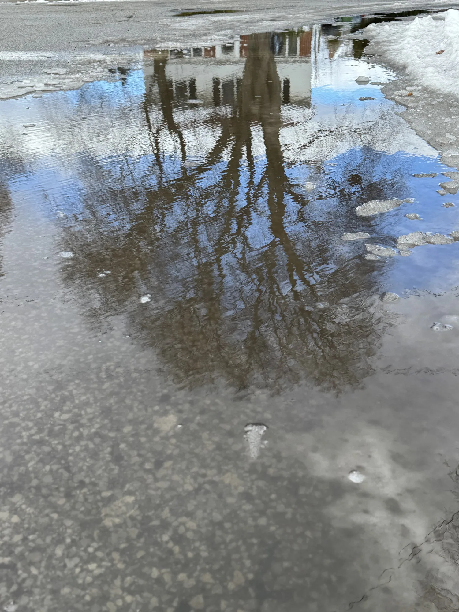 Trees and sky reflected in a wet parking lot, ice breaking the reflection.