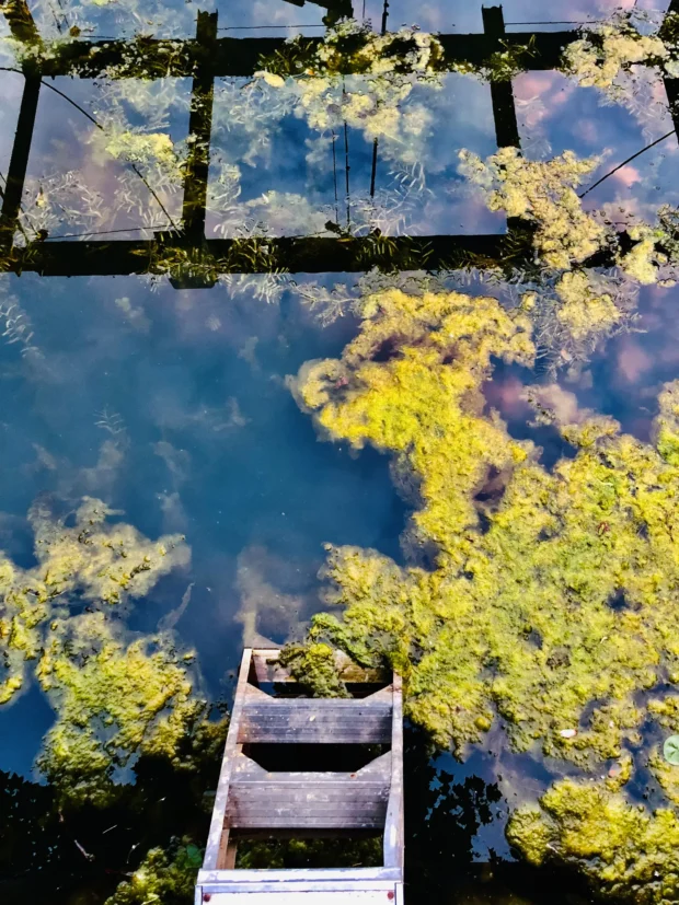 A wooden ladder going down into clear water, yellow green weed around it.