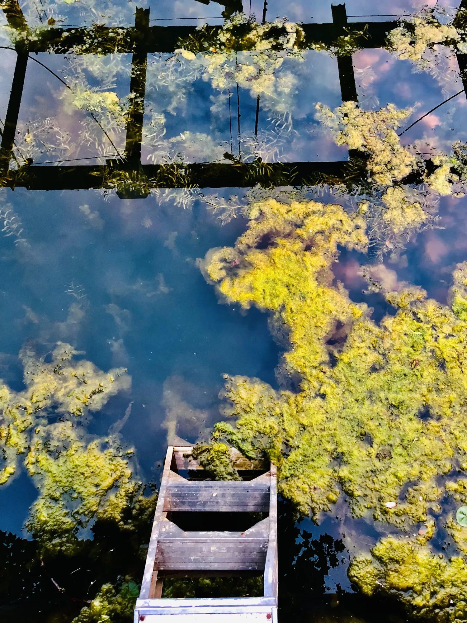 A wooden ladder going down into clear water, yellow green weed around it.