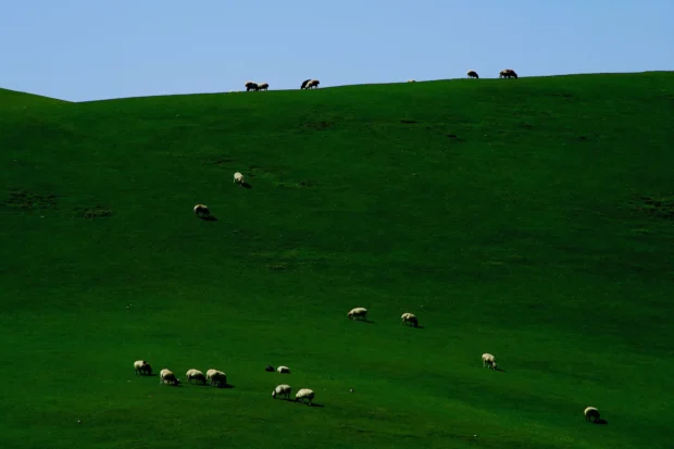 Sheep grazing across a green hill under a pale sky.
