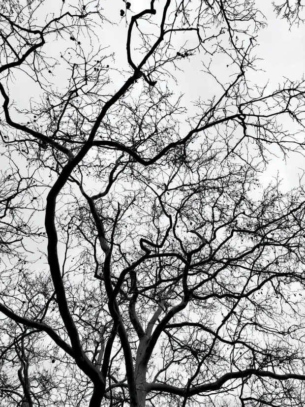Bare branches spread across a white sky, black and white.