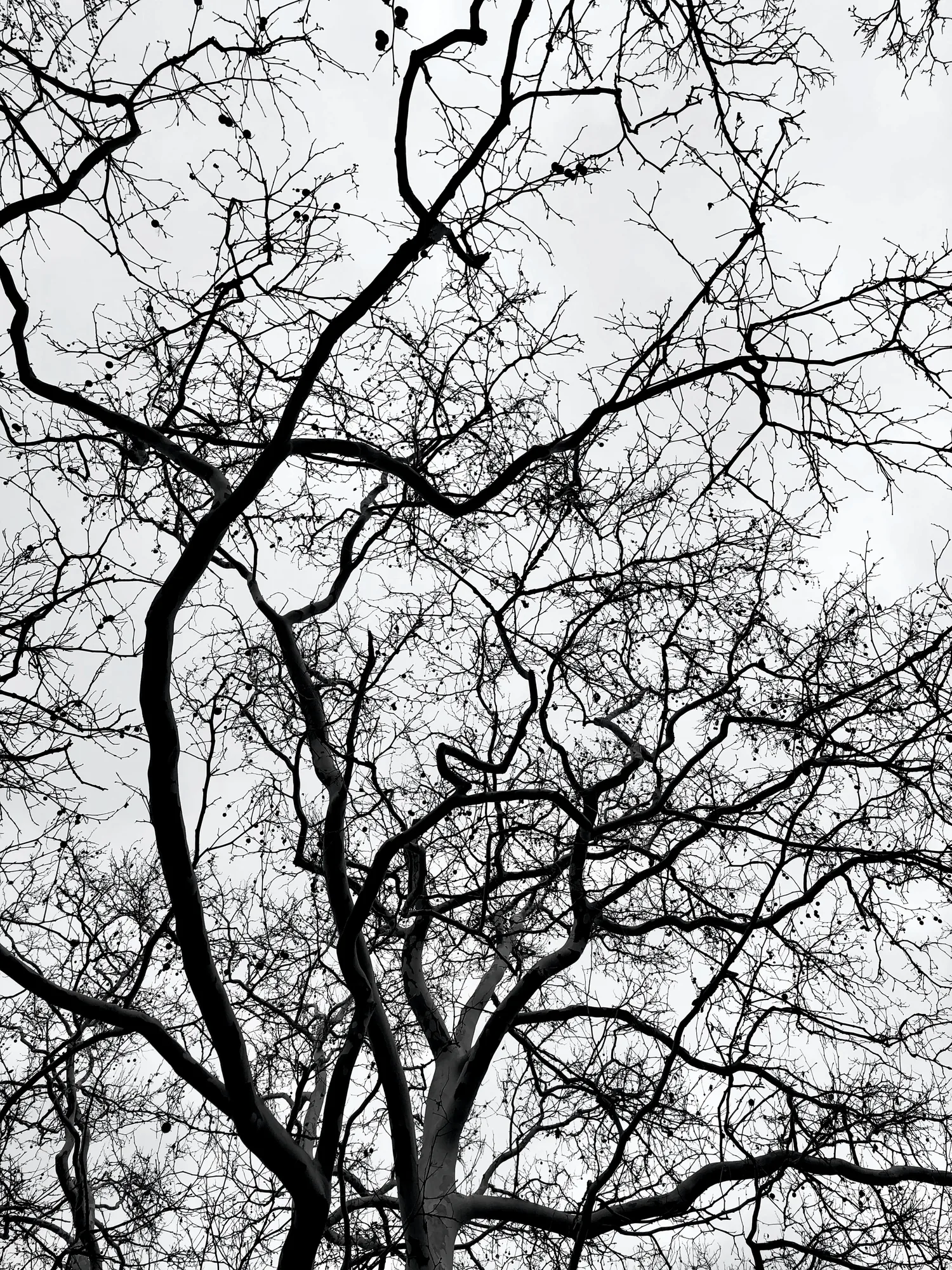 Bare branches spread across a white sky, black and white.