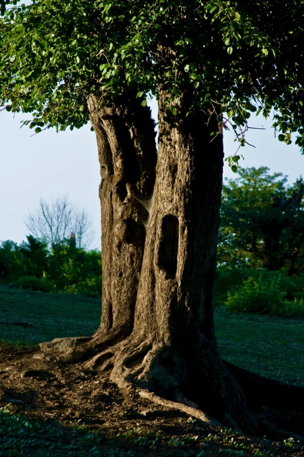 Two trunks grown from one root, bark in late sun, dark grass around them.