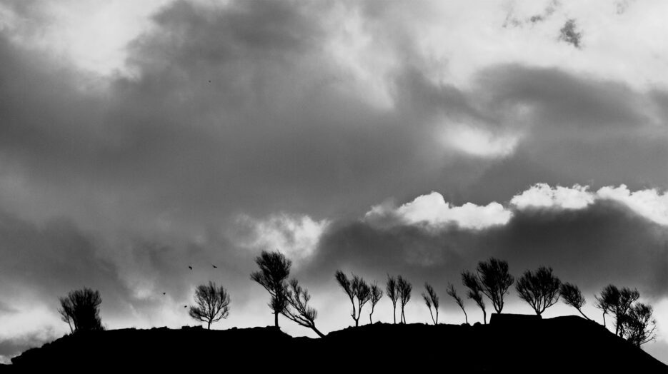 Dancing Trees